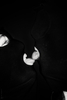 _MG_3851_gpx_2026